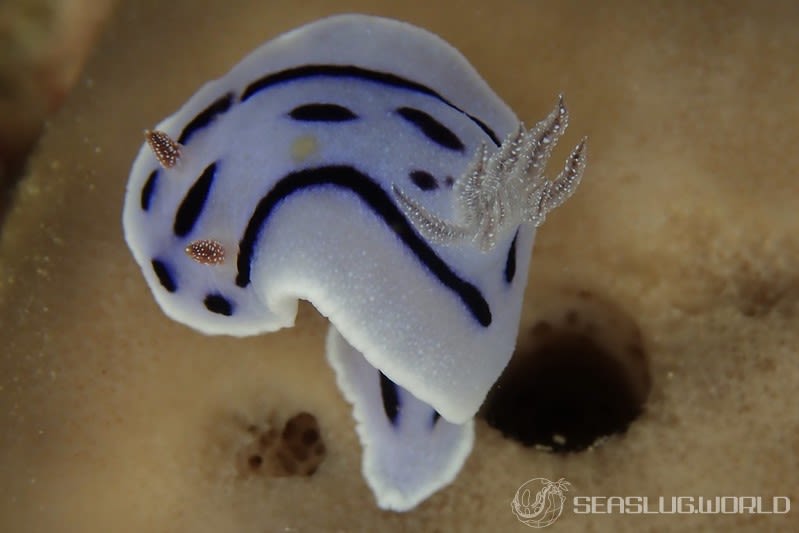 ミゾレウミウシ Chromodoris willani