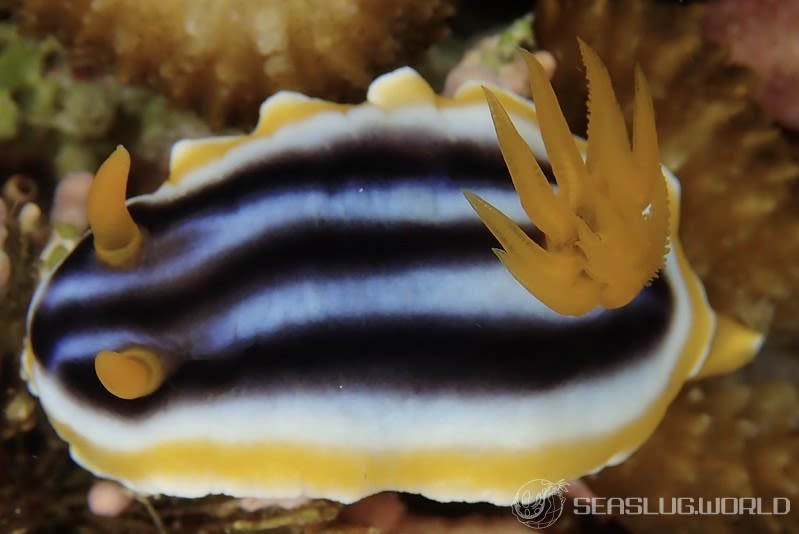 クロシオイロウミウシ Chromodoris sp. 3