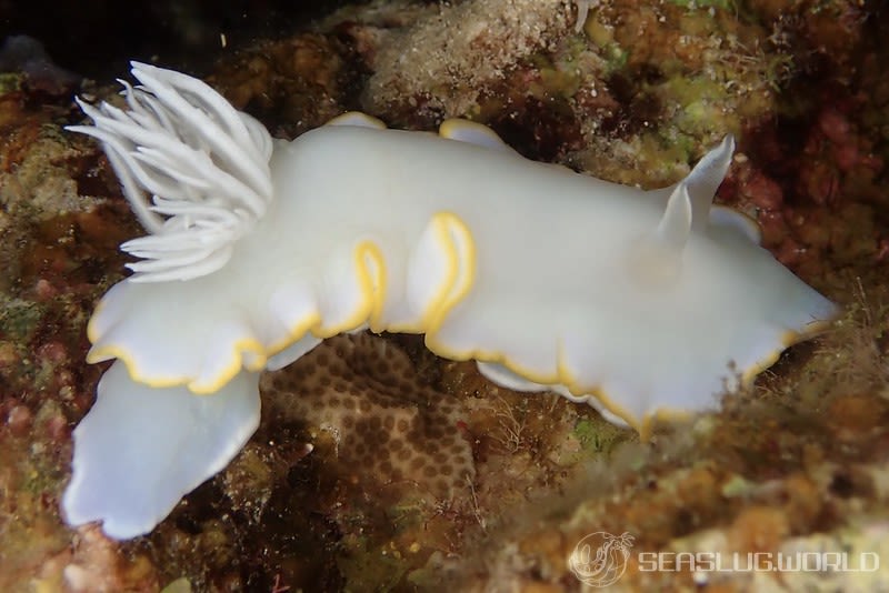 メレンゲウミウシ Ardeadoris egretta