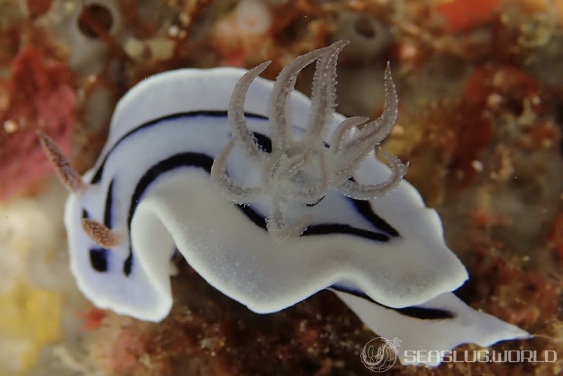 ミゾレウミウシ Chromodoris willani