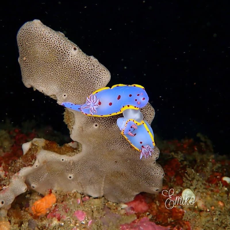 ヒュプセロドーリス・ベネットイ Hypselodoris bennetti