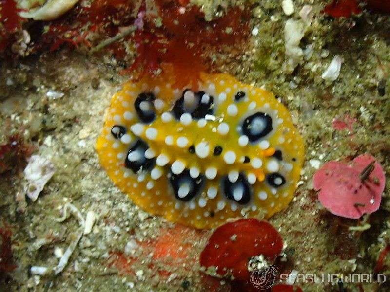 キイロイボウミウシ Phyllidia ocellata