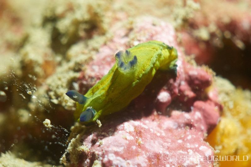 オオクチリュウグウウミウシ Tyrannodoris sp. 1