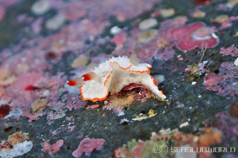 ミナミミツイラメリウミウシ Diaphorodoris sp. 1