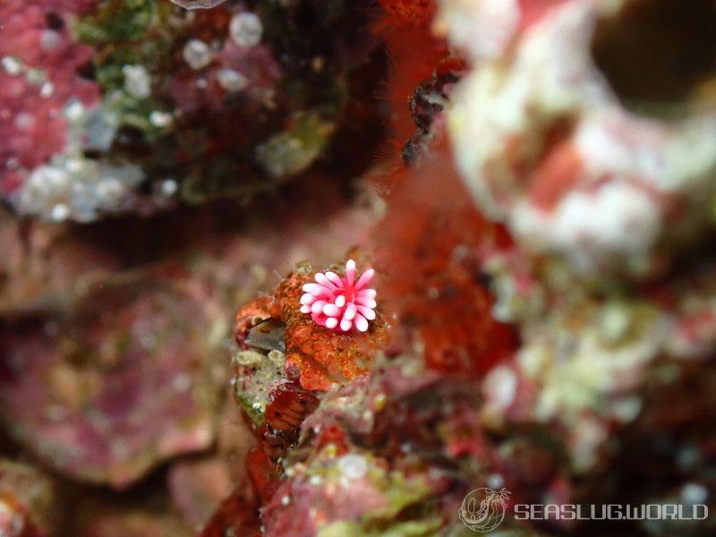 ヒロウミウシ Ceratodoris hiroi