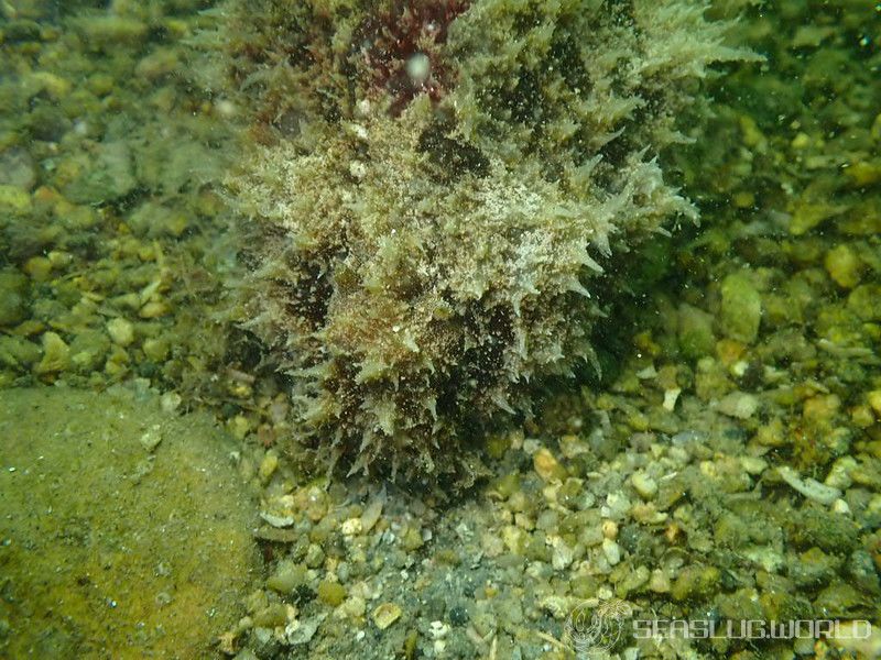 タツナミガイ Dolabella auricularia