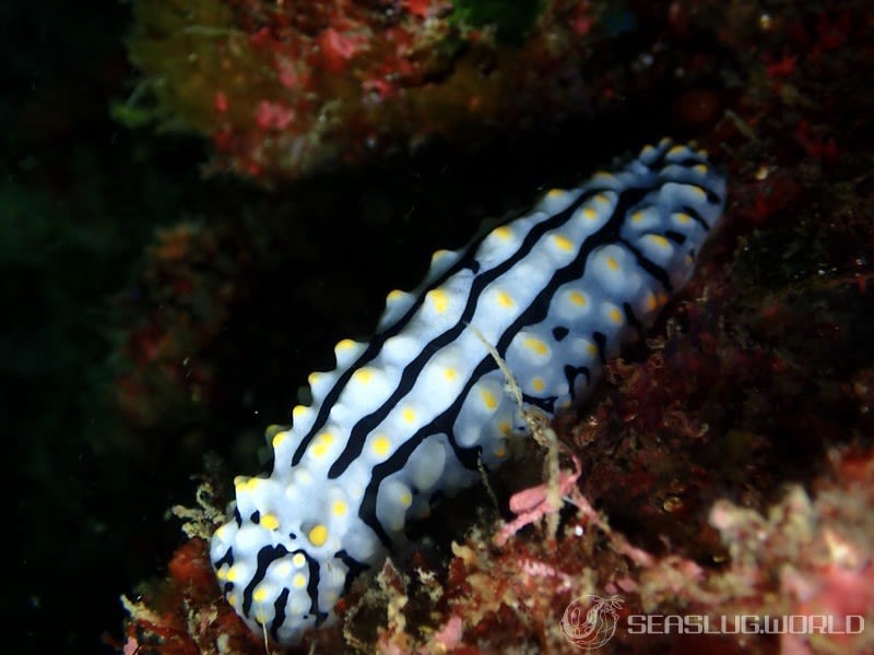 タテヒダイボウミウシ Phyllidia varicosa