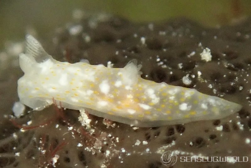 オキナワキヌハダウミウシ Gymnodoris okinawae