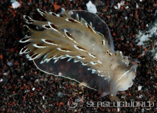 ニッポンカスミミノウミウシ Cerberilla longibranchus