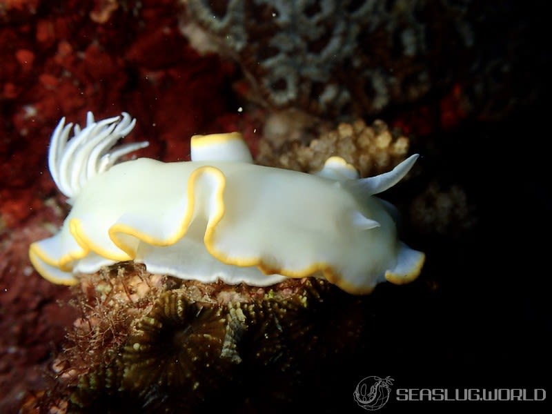 メレンゲウミウシ Ardeadoris egretta