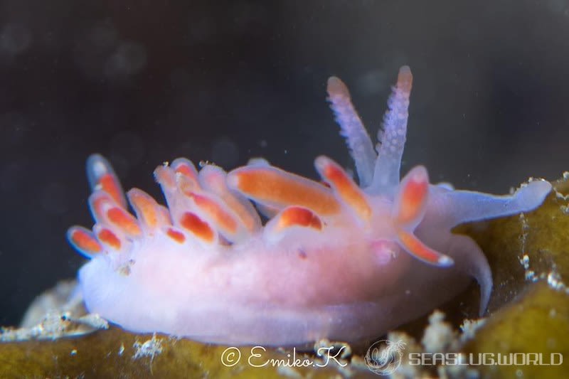 コリュフェリナ・ポエニキア Coryphellina poenicia