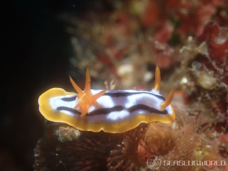 シボリイロウミウシ Chromodoris strigata