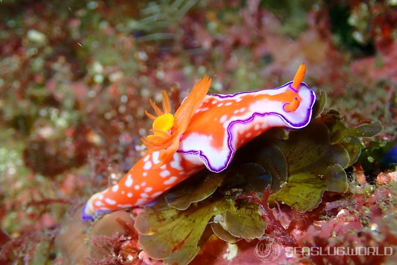 フタイロニシキウミウシ Ceratosoma bicolor