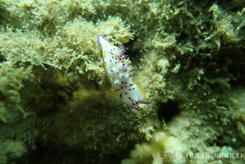 レンゲウミウシ Mexichromis multituberculata