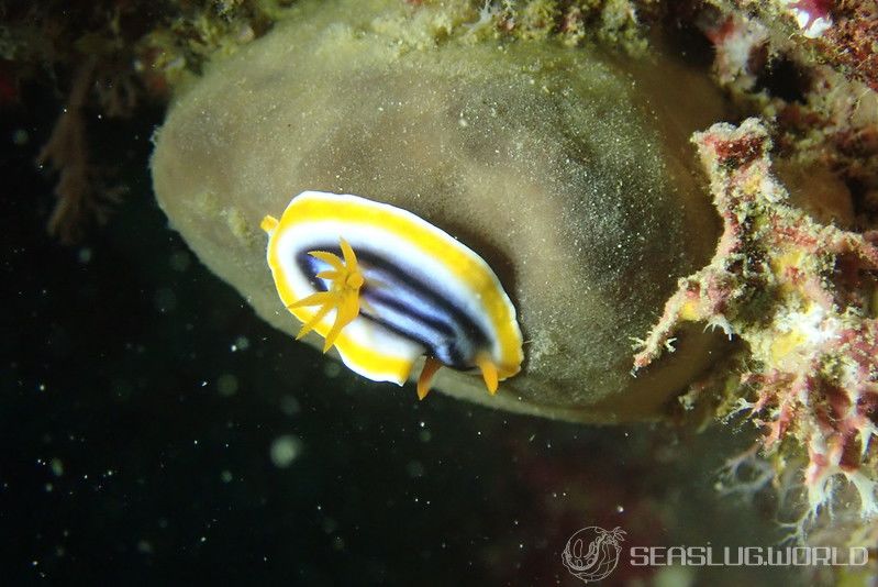 クロシオイロウミウシ Chromodoris sp. 3