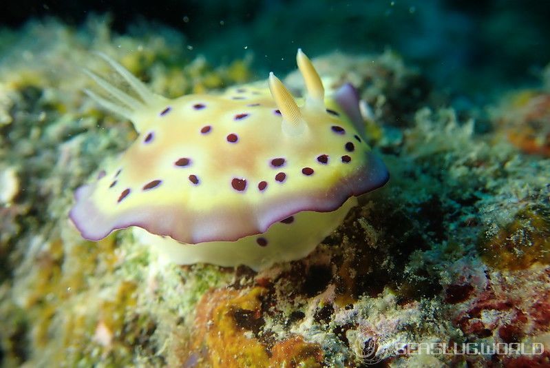 オトヒメウミウシ Goniobranchus kuniei