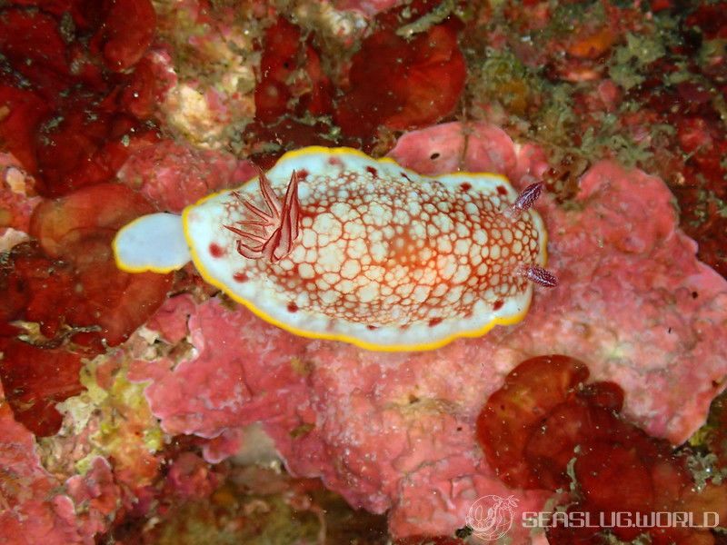 サラサウミウシ Goniobranchus sp.16