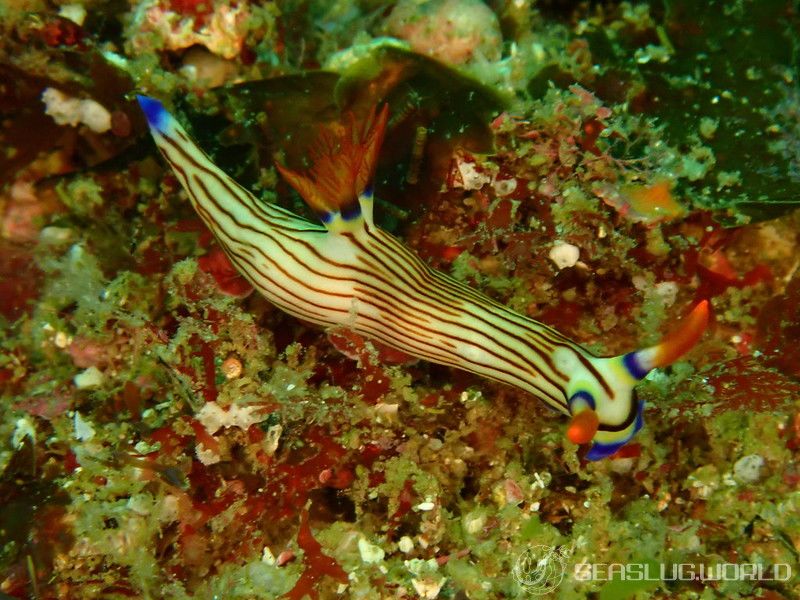 クロスジリュウグウウミウシ Nembrotha sp. 5