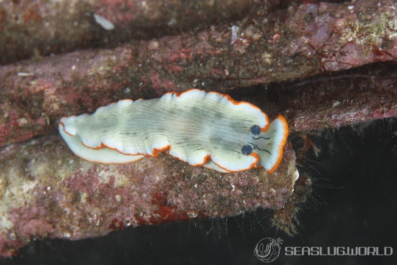 ハナオトメウミウシ Dermatobranchus ornatus