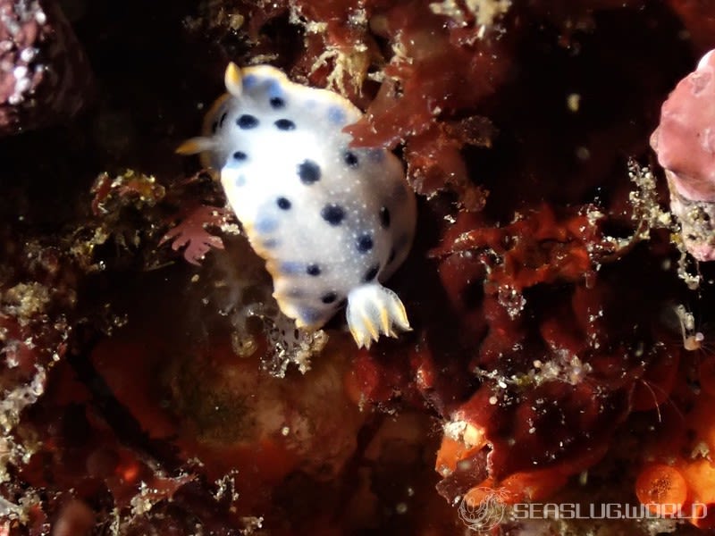 ウスイロウミウシ Hypselodoris placida