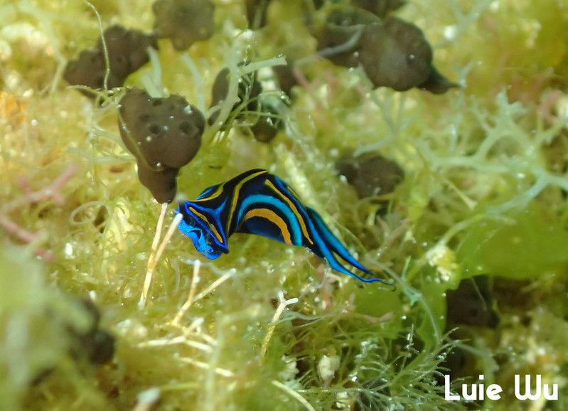 ニシキツバメガイ Chelidonura hirundinina