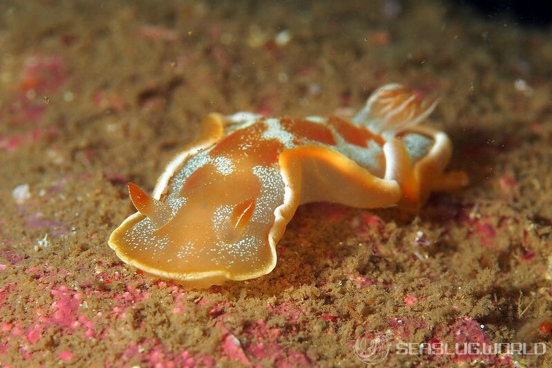 ヘキサブランクス・サングイネウス Hexabranchus sanguineus