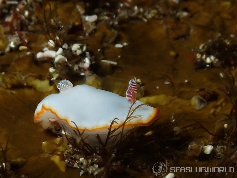 ミナミシラヒメウミウシ Goniobranchus verrieri