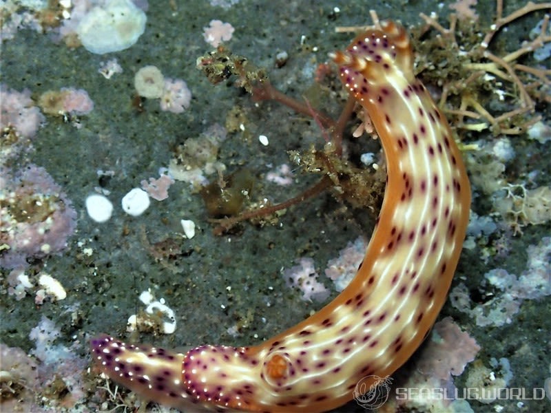 センテンイロウミウシ Hypselodoris decorata