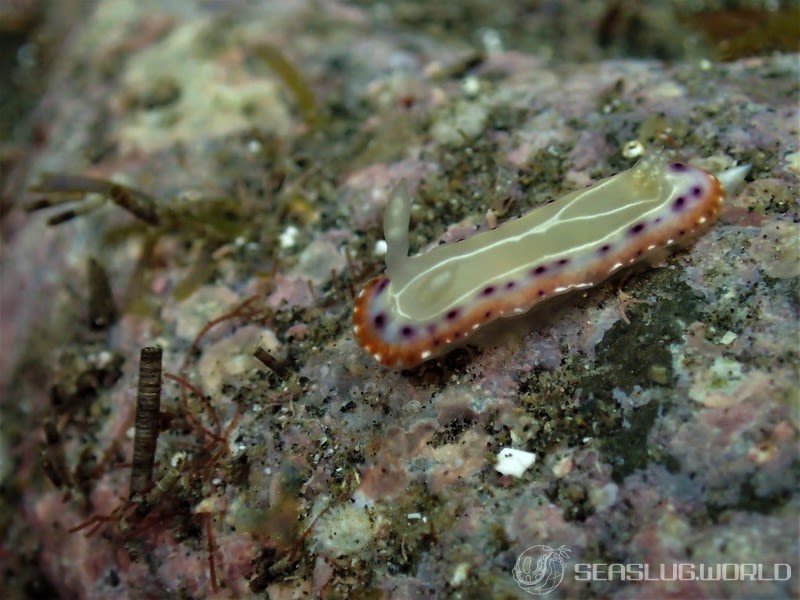 セトイロウミウシ Goniobranchus setoensis