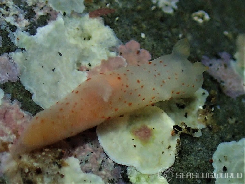 キヌハダウミウシ属の仲間 Gymnodoris spp.