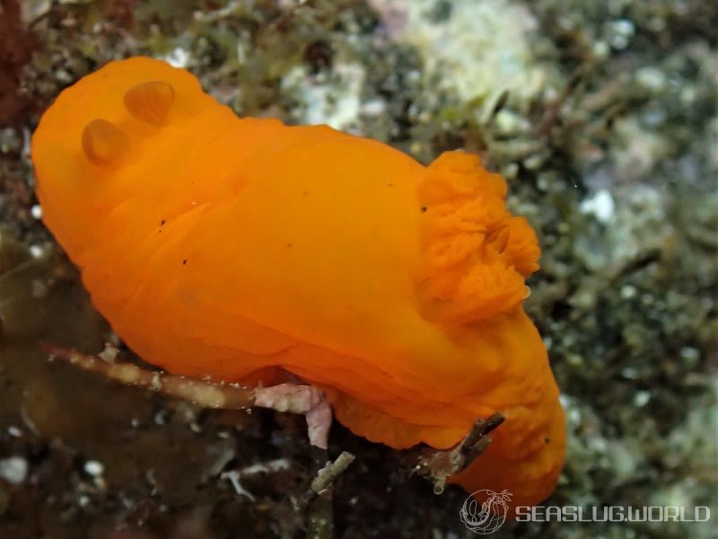 キヌハダウミウシ Gymnodoris inornata