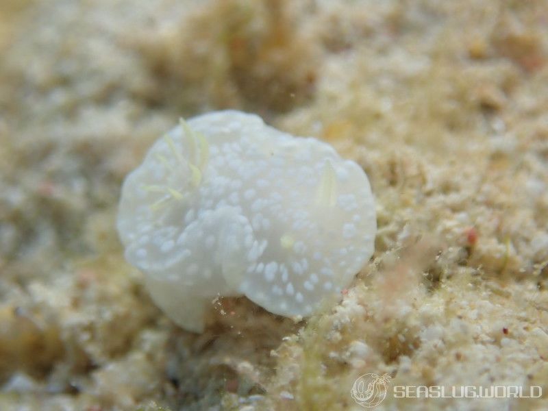 ユキドケイロウミウシ Glossodoris sp. 3