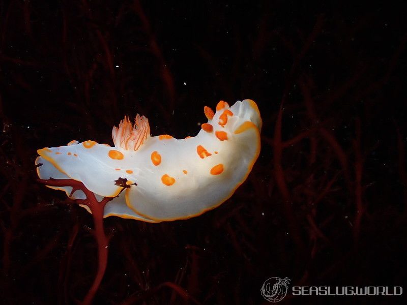 キイボキヌハダウミウシ Gymnodoris impudica