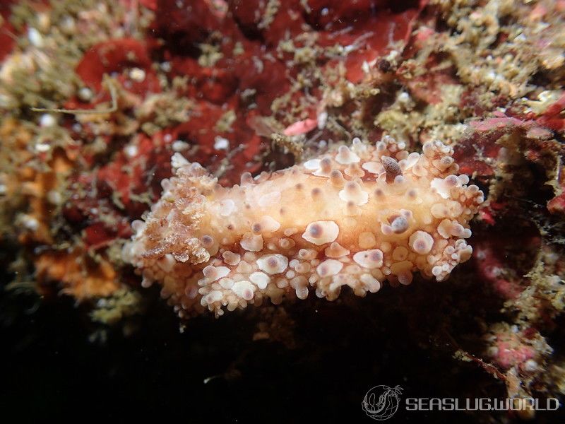 マンリョウウミウシ Carminodoris armata