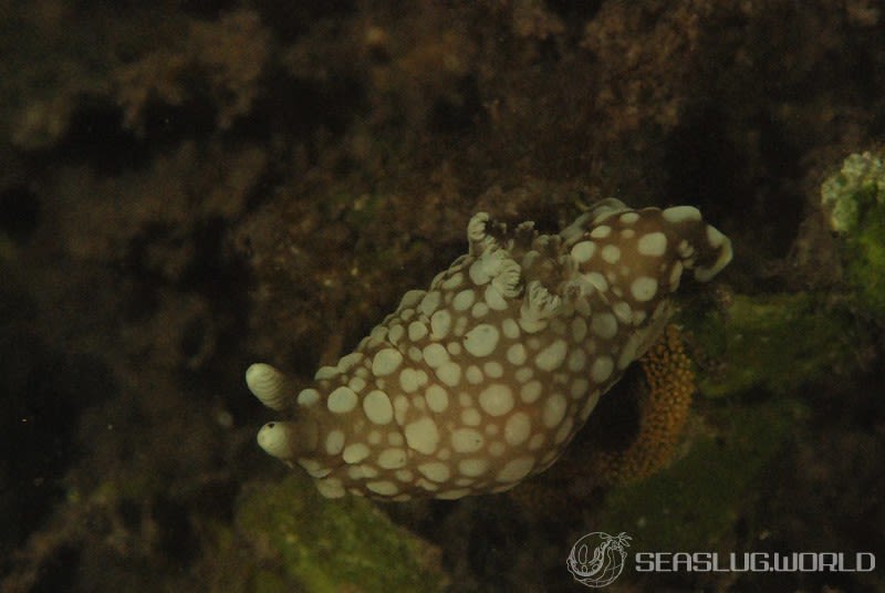 キヌハダウミウシ属の一種 30 Gymnodoris sp.30