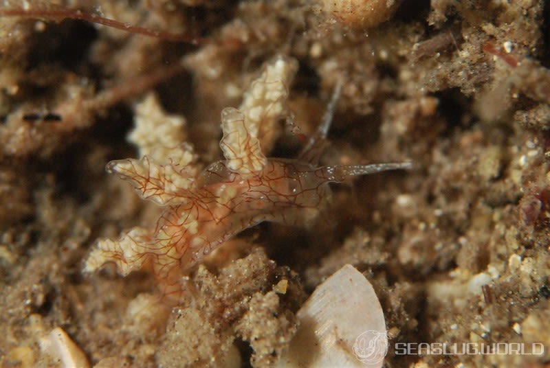 カベイロ・ルブロレティクラータ Kabeiro rubroreticulata