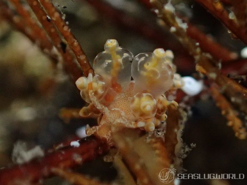 タマガワミノウミウシ Eubranchus cf. leopoldoi