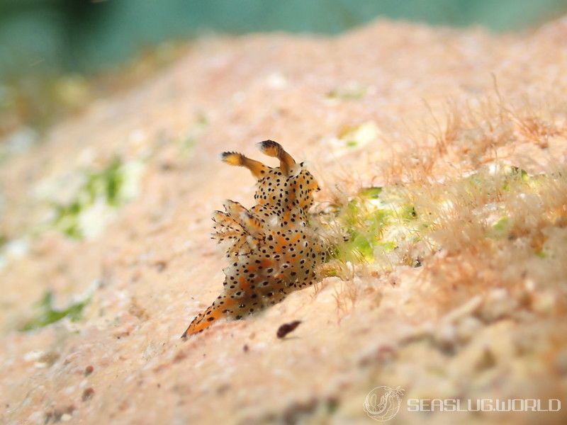 フジタウミウシ Polycera fujitai