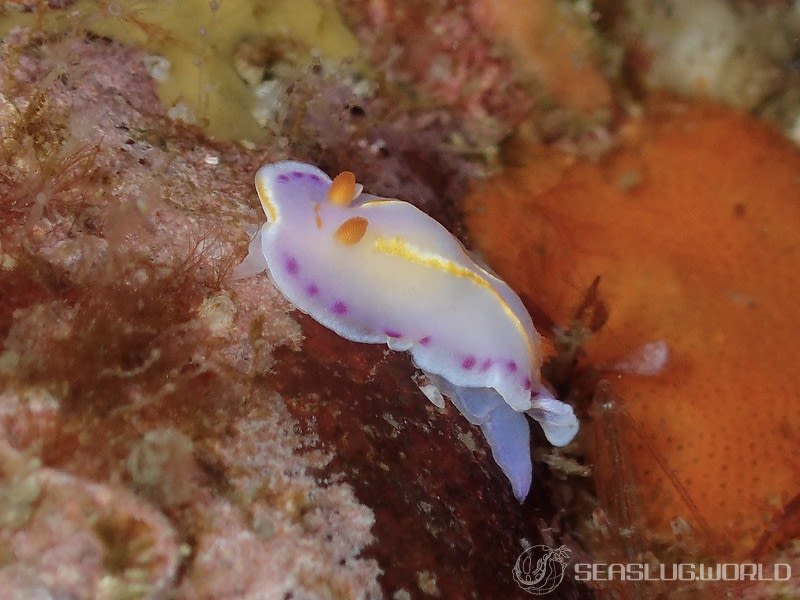 ハナイロウミウシ Thorunna florens