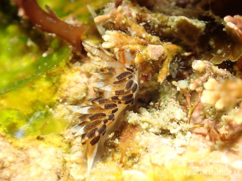 フタスジミノウミウシ Facelina bilineata