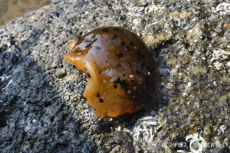 マダラウミウシ Dendrodoris fumata