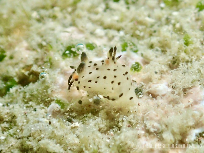 コソデウミウシ Polycera abei