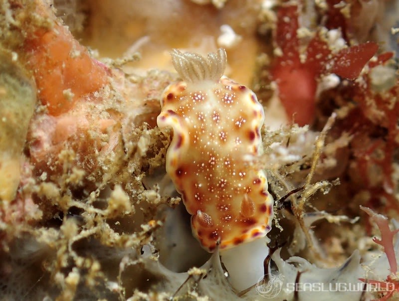 アカネコモンウミウシ Goniobranchus collingwoodi