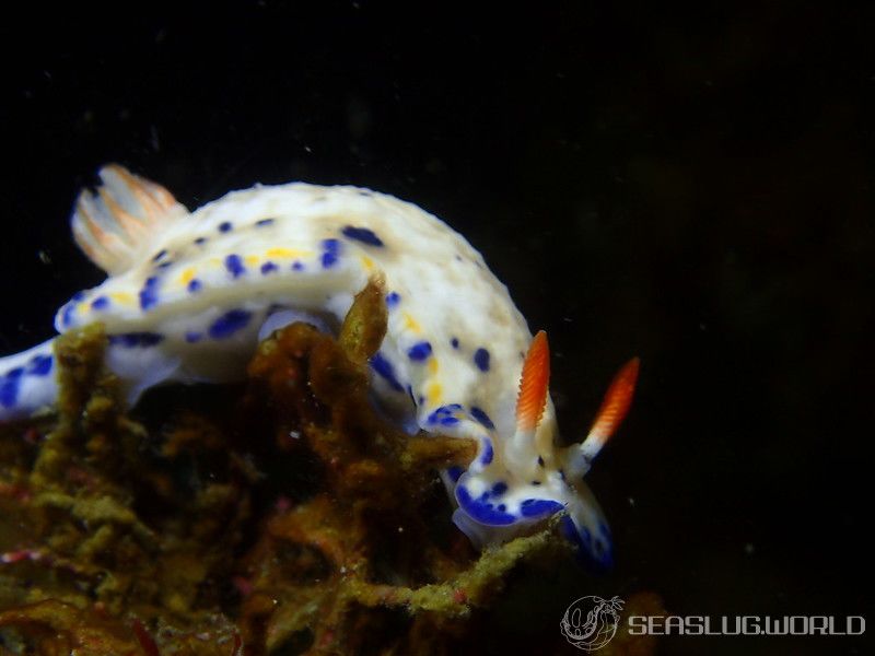 サガミイロウミウシ Hypselodoris sagamiensis