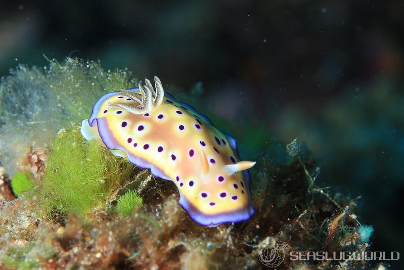 オトヒメウミウシ Goniobranchus kuniei