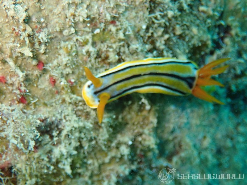 コールマンウミウシ Chromodoris colemani