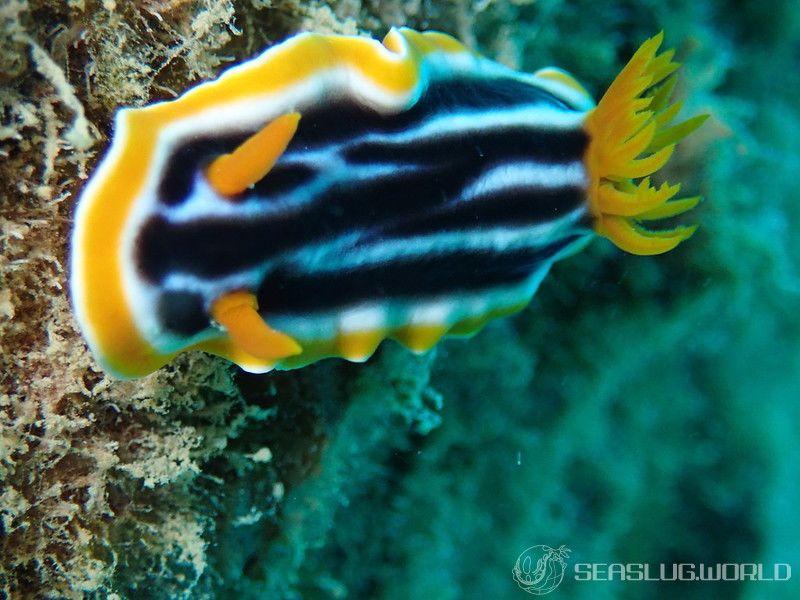 シライトウミウシ Chromodoris magnifica