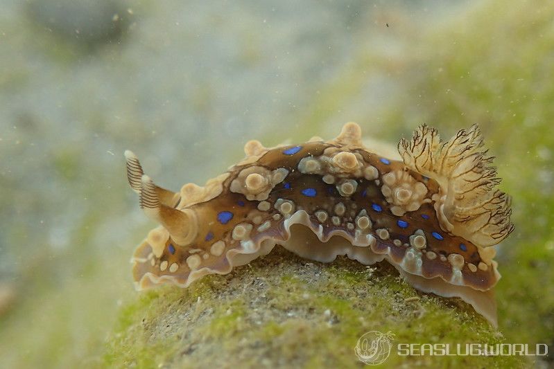 ミヤコウミウシ Dendrodoris krusensternii