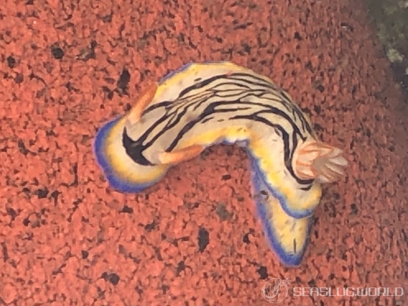 リュウモンイロウミウシ Hypselodoris maritima