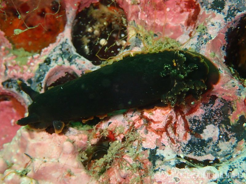 クロシタナシウミウシ Dendrodoris arborescens